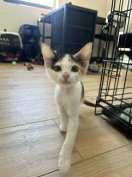 Buttercup -  Calico and Domestic Short Hair Cat for Adoption in Ruskin, Florida - Buttercup | PetCurious