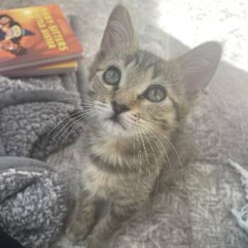 Broadway - In Foster! -  Domestic Short Hair Cat for Adoption in Flagstaff, Arizona - Broadway - In Foster! | PetCurious