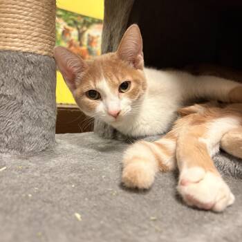 Maple -  Domestic Short Hair Cat for Adoption in Spokane Valley, Washington - Maple | PetCurious