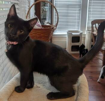 Rowan -  Domestic Short Hair Cat for Adoption in Grovetown, Georgia - Rowan | PetCurious