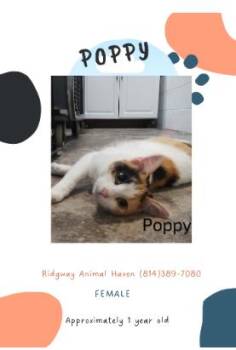 Rescue American Shorthair Cats for Adoption in Ridgway, Pennsylvania - Poppy | PetCurious