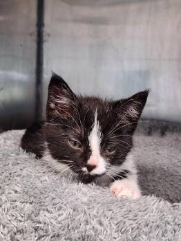 Loofa -  Domestic Short Hair Cat for Adoption in Virginia, Minnesota - Loofa | PetCurious