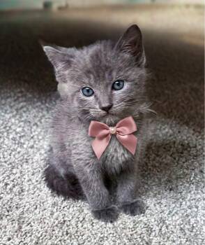 Nicole Samy -  Domestic Short Hair Cat for Adoption in Morrison, Colorado - Nicole Samy | PetCurious