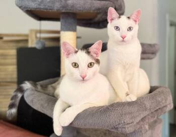 NM - Butch -  Domestic Short Hair Cat for Adoption in Battle Ground, Washington - NM - Butch | PetCurious