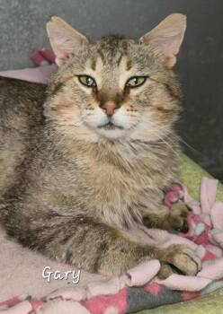 Gary -  Domestic Short Hair Cat Available for Adoption in Cedar Rapids, Iowa - Gary | PetCurious