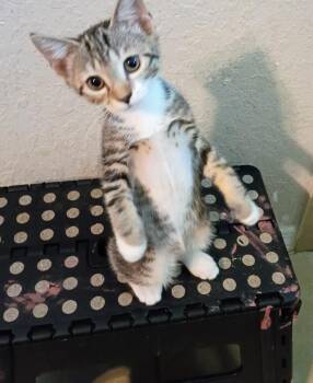 Aurora (Petsense) -  Domestic Short Hair Cat for Adoption in Ocala, Florida - Aurora (Petsense) | PetCurious