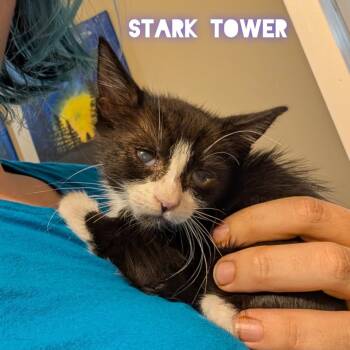 Rescue Domestic Short Hair Cats for Adoption in Westminster, California - Stark Tower | PetCurious