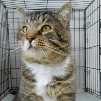 Rescue Domestic Short Hair Cats for Adoption in Canton, Illinois - Hogan | PetCurious