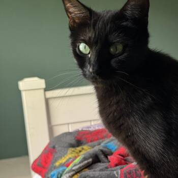 Domestic Short Hair Cats Available for Adoption in Huntsville, Alabama - Miley | PetCurious