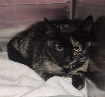 Domestic Short Hair Cats Available for Adoption in Decatur, Illinois - ARTEMIS | PetCurious