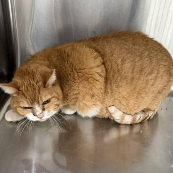 Domestic Short Hair Cats Available for Adoption in Trenton, Missouri - Bella Cat | PetCurious