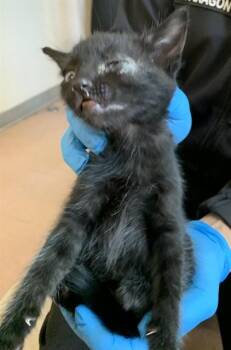 Domestic Short Hair Cats Available for Adoption in San Jose, California - JIM | PetCurious
