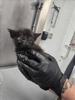 Rescue Domestic Short Hair Cats for Adoption in Hagerstown, Maryland - SAMUEL | PetCurious