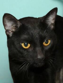 Domestic Short Hair Cats Available for Adoption - RATON | PetCurious