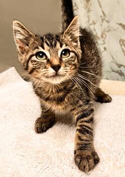 Potpourri -  Domestic Short Hair Cat for Adoption - Potpourri | PetCurious