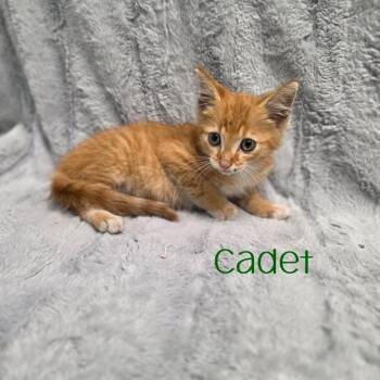 Cadet -  Domestic Short Hair Cat for Adoption in Parkersburg, West Virginia - Cadet | PetCurious