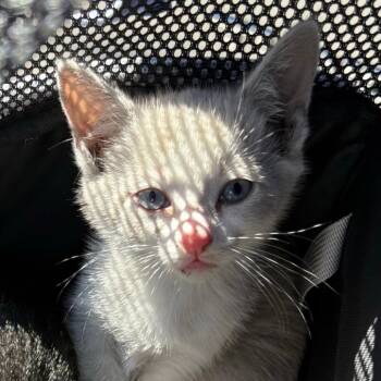 Pinky -  Siamese Cat for Adoption in Westminster, California - Pinky | PetCurious