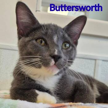 Buttersworth -  Domestic Short Hair Cat for Adoption in North Saint Paul, Minnesota - Buttersworth | PetCurious