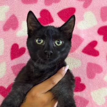 Libra -  Domestic Short Hair Cat for Adoption in Goleta, California - Libra | PetCurious