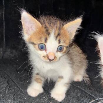 Rescue Domestic Short Hair Cats for Adoption in San Antonio, Texas - Sharona | PetCurious