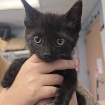 Tostada -  Domestic Short Hair Cat for Adoption - Tostada | PetCurious