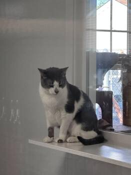 Infinity Freeport -  Domestic Short Hair Cat for Adoption in Westbury, New York - Infinity Freeport | PetCurious