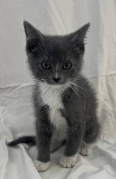 Domestic Short Hair Cats Available for Adoption in Buffalo, Minnesota - Quinn | PetCurious
