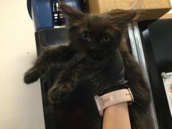 A1918121 -  Domestic Short Hair Cat for Adoption in Thousand Palms, California - A1918121 | PetCurious