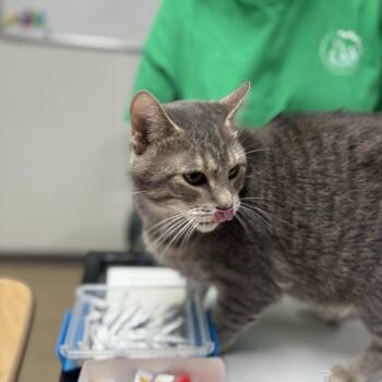 Luna -  Domestic Short Hair Cat for Adoption in Peoria, Illinois - Luna | PetCurious