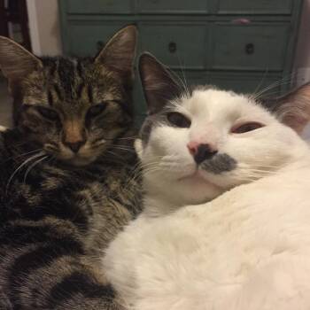 Franklin -  Domestic Medium Hair Cat for Adoption in Nashville, Tennessee - Franklin | PetCurious