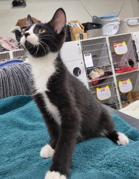 Kitten Word -  Domestic Short Hair Cat for Adoption in Cuyahoga Falls, Ohio - Kitten Word | PetCurious