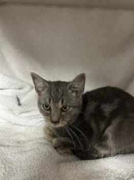 Chica -  Domestic Short Hair Cat for Adoption in Montreal, Quebec - Chica | PetCurious