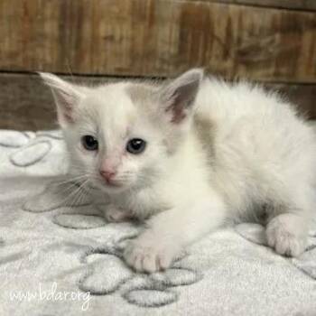 Egg -  Domestic Short Hair Cat for Adoption in Cheyenne, Wyoming - Egg | PetCurious