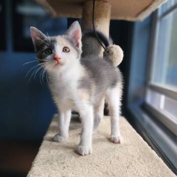 Willow -  Domestic Short Hair Cat for Adoption in Sarasota, Florida - Willow | PetCurious