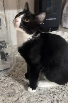 Mikey -  Tuxedo Cat for Adoption in New Blaine, Arkansas - Mikey | PetCurious