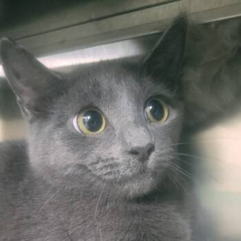 Rescue Domestic Short Hair Cats for Adoption in Middleburg, Florida - Myke 28074 | PetCurious