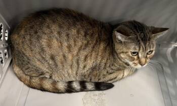 Pen 32 C Pepper -  Domestic Short Hair Cat for Adoption in Lawrenceville, Georgia - Pen 32 C Pepper | PetCurious