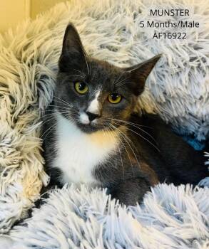 Munster -  Domestic Short Hair Cat for Adoption - Munster | PetCurious