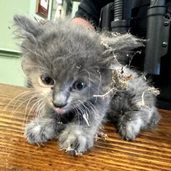 Post-It -  Domestic Medium Hair Cat for Adoption in Columbus, Georgia - Post-It | PetCurious