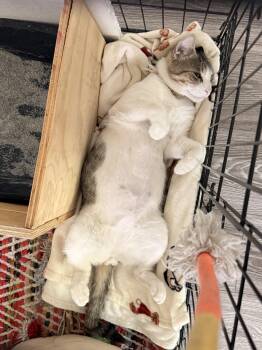 Twice -  Domestic Short Hair Cat for Adoption in Walnut, California - Twice | PetCurious
