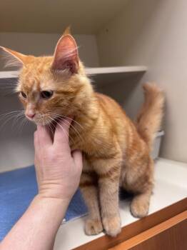 Fluffy -  Domestic Long Hair Cat for Adoption in Bloomington, Indiana - Fluffy | PetCurious