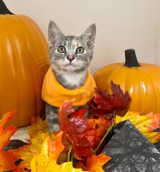 Rescue Domestic Short Hair Cats for Adoption in Bryant, Arkansas - Scope | PetCurious