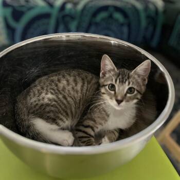 Winifred Waffle -  Domestic Short Hair Cat for Adoption in Bentonville, Arkansas - Winifred Waffle | PetCurious