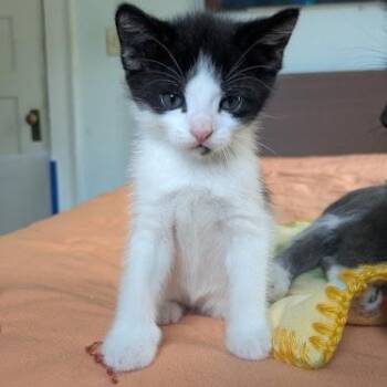 Rescue Domestic Short Hair Cats for Adoption in Minneapolis, Minnesota - Egg | PetCurious