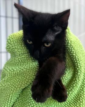 Jacob -  Domestic Short Hair Cat for Adoption in Hamilton, Ontario - Jacob | PetCurious