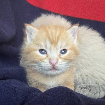 Victor -  Domestic Short Hair Cat for Adoption in West Olive, Michigan - Victor | PetCurious
