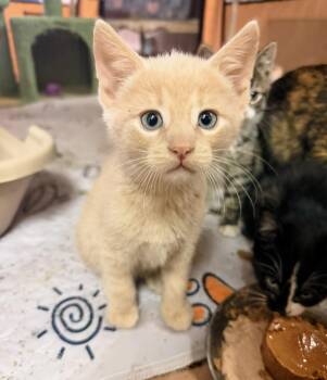 SATURN -  Domestic Short Hair Cat Available for Adoption in Philadelphia, Pennsylvania - SATURN | PetCurious