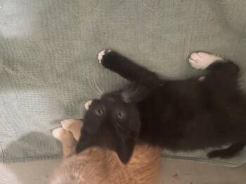 Tina -  Domestic Short Hair Cat Available for Adoption in Troy, New York - Tina | PetCurious