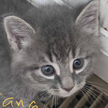 Grover -  Domestic Long Hair Cat for Adoption in Glenfield, New York - Grover | PetCurious