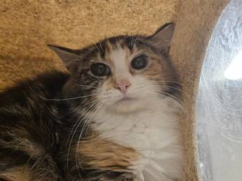 JAGUAR -  Domestic Long Hair Cat for Adoption in Hagerstown, Maryland - JAGUAR | PetCurious